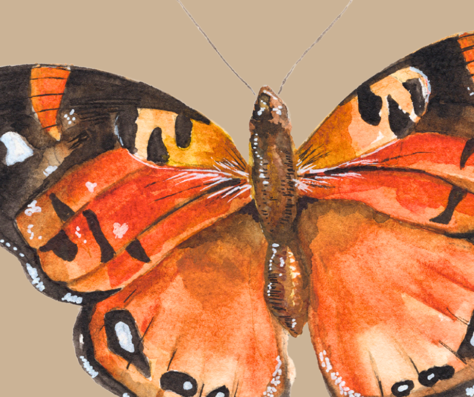 American Lady butterfly print