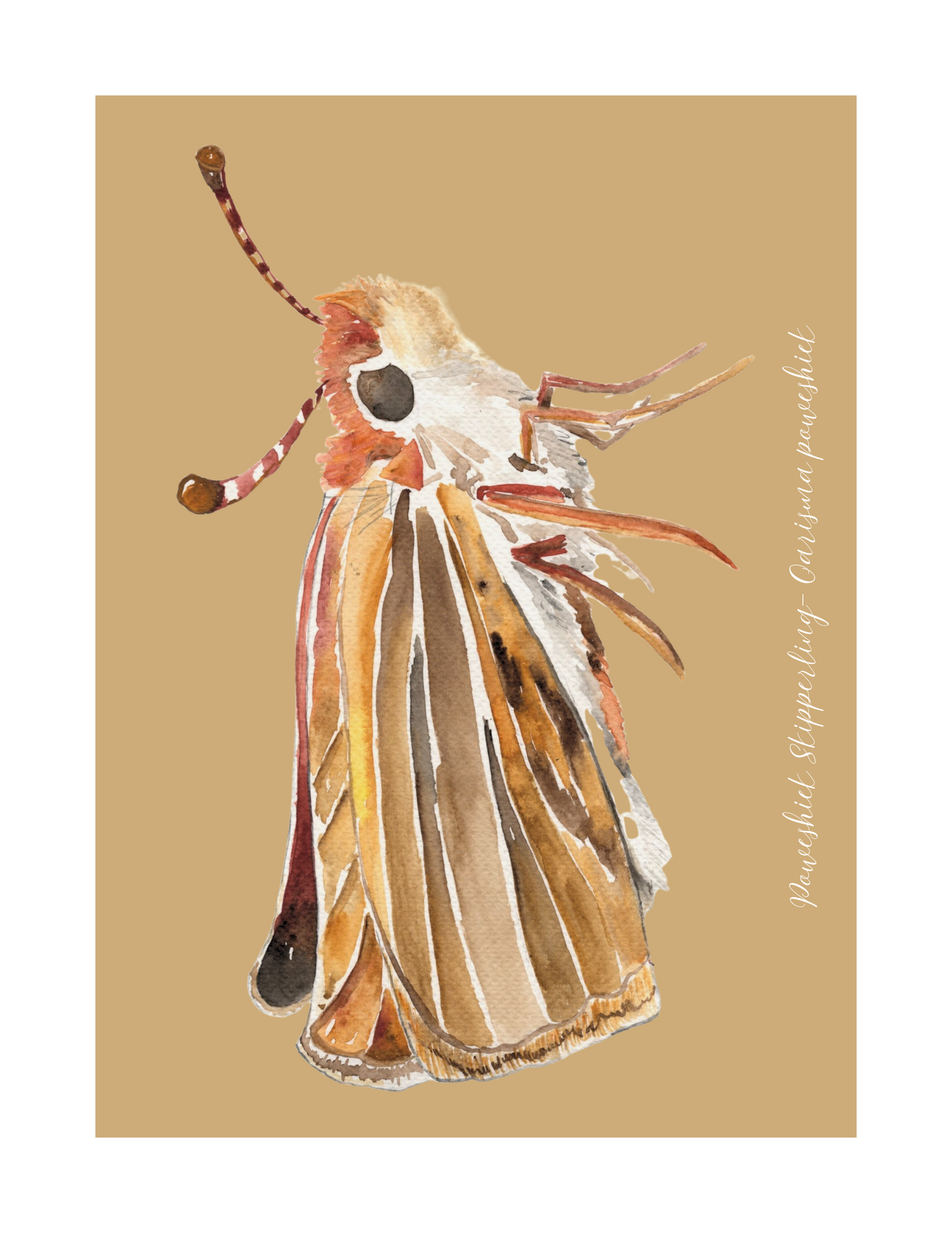 Poweshiek Skipperling butterfly print