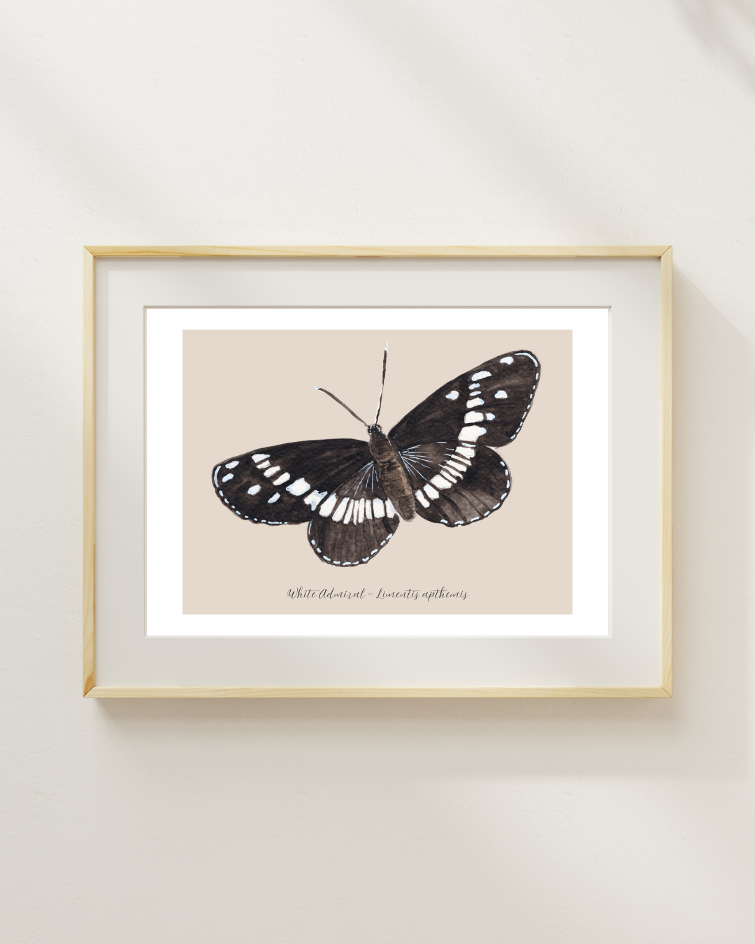 White Admiral butterfly print