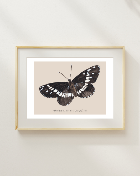 White Admiral butterfly print
