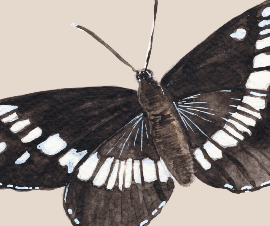 White Admiral butterfly print