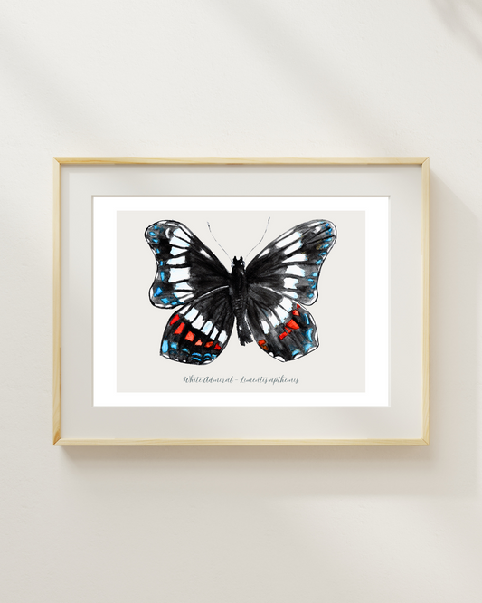 White Admiral butterfly print