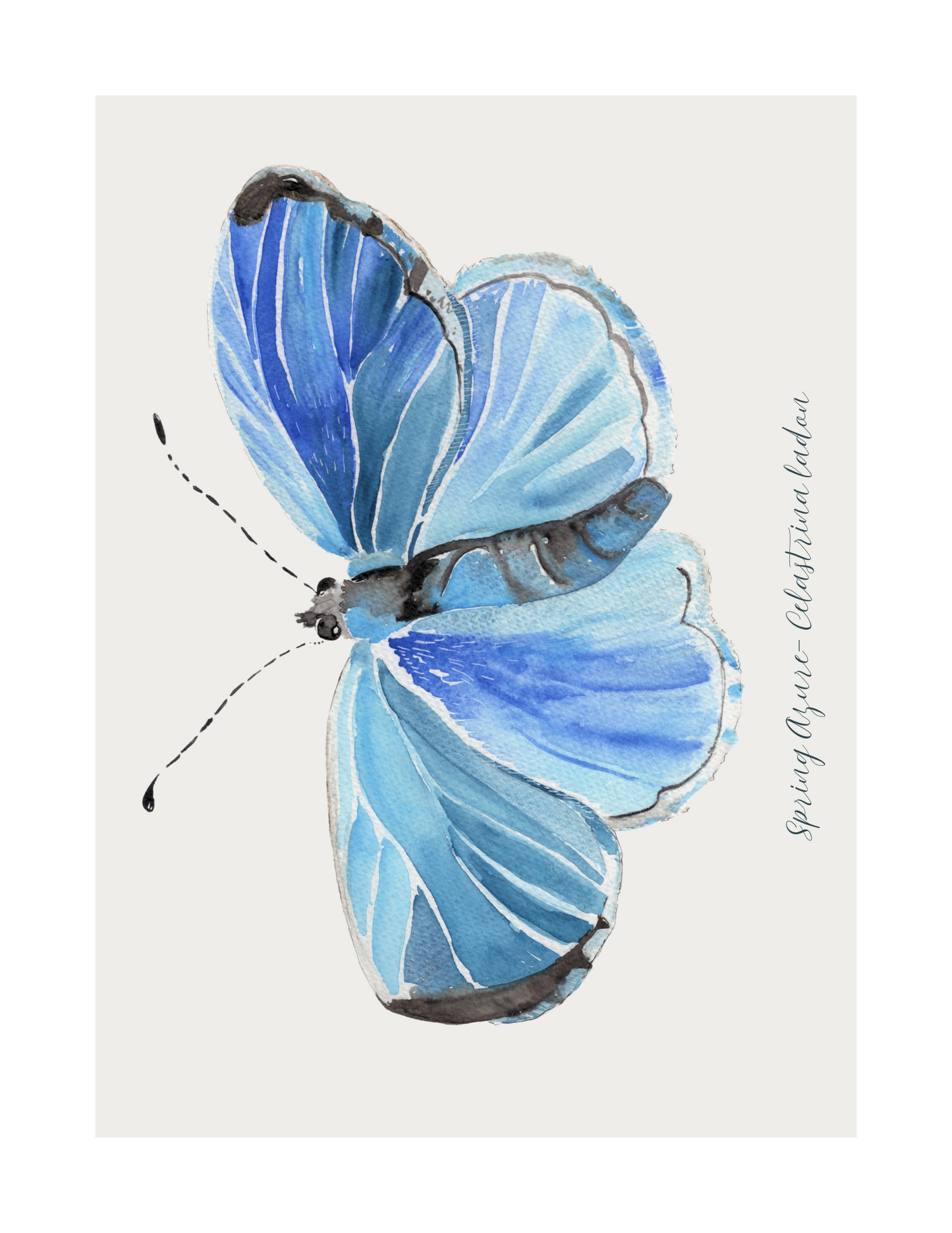 Spring Azure butterfly print
