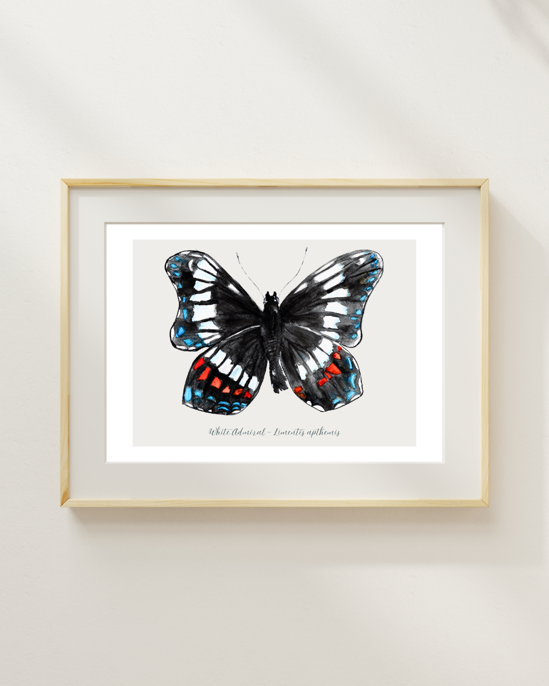 White Admiral butterfly print