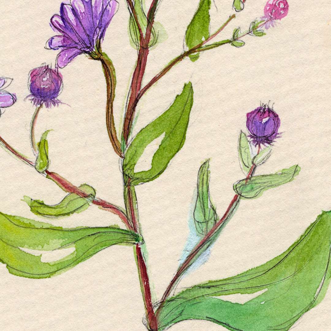 Watercolor Print Wildflower