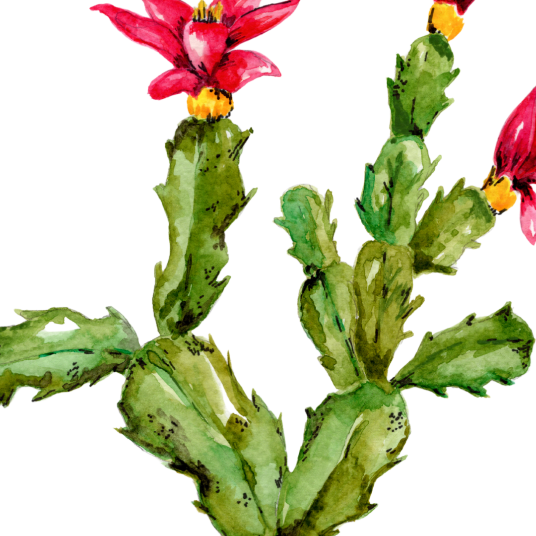 Christmas Cactus Print
