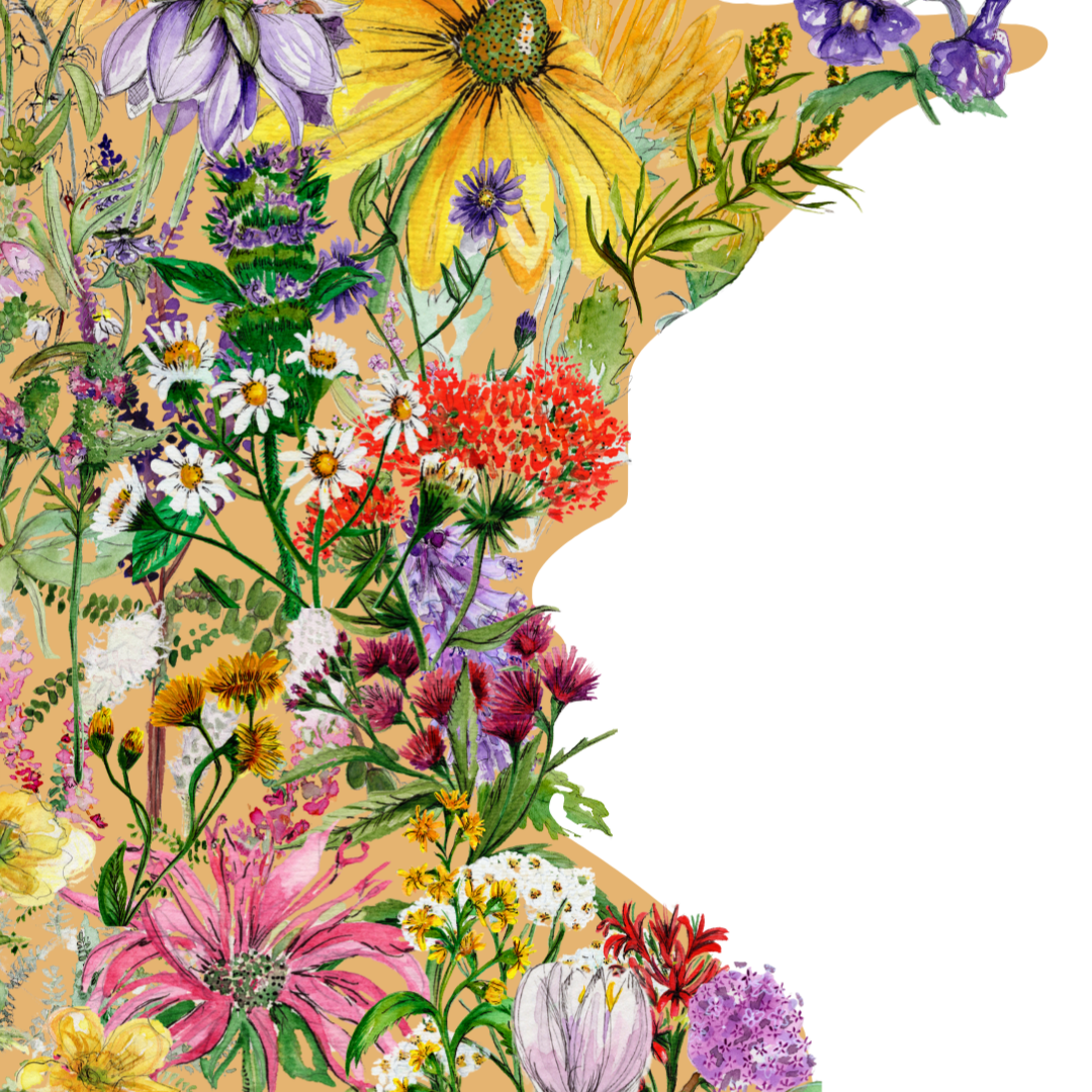 Minnesota in Bloom botanical print - Yellow