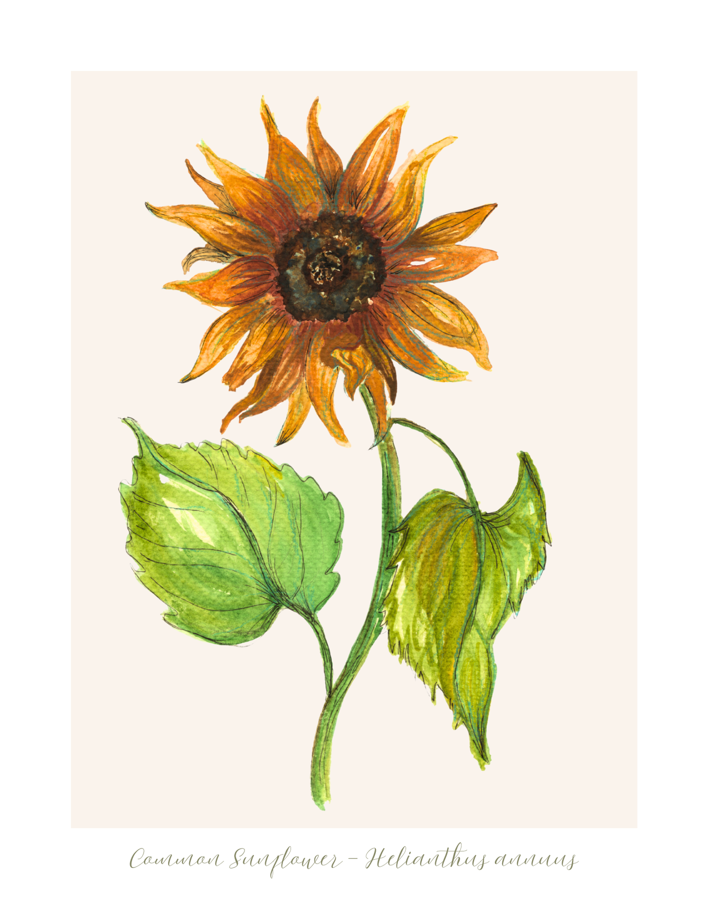 Sunflower Botanical Print