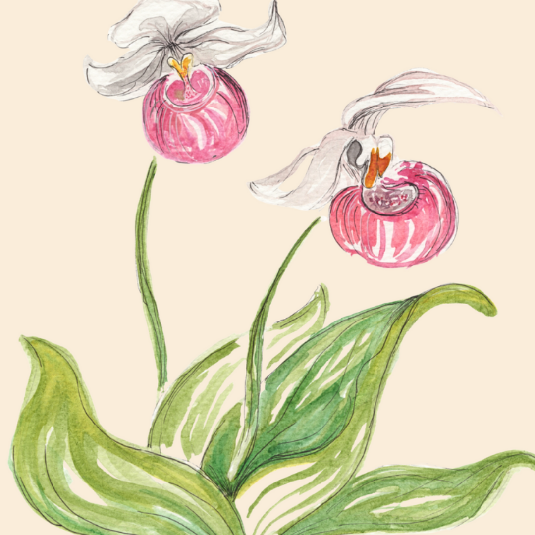 Botanical Lady Slipper Greeting card