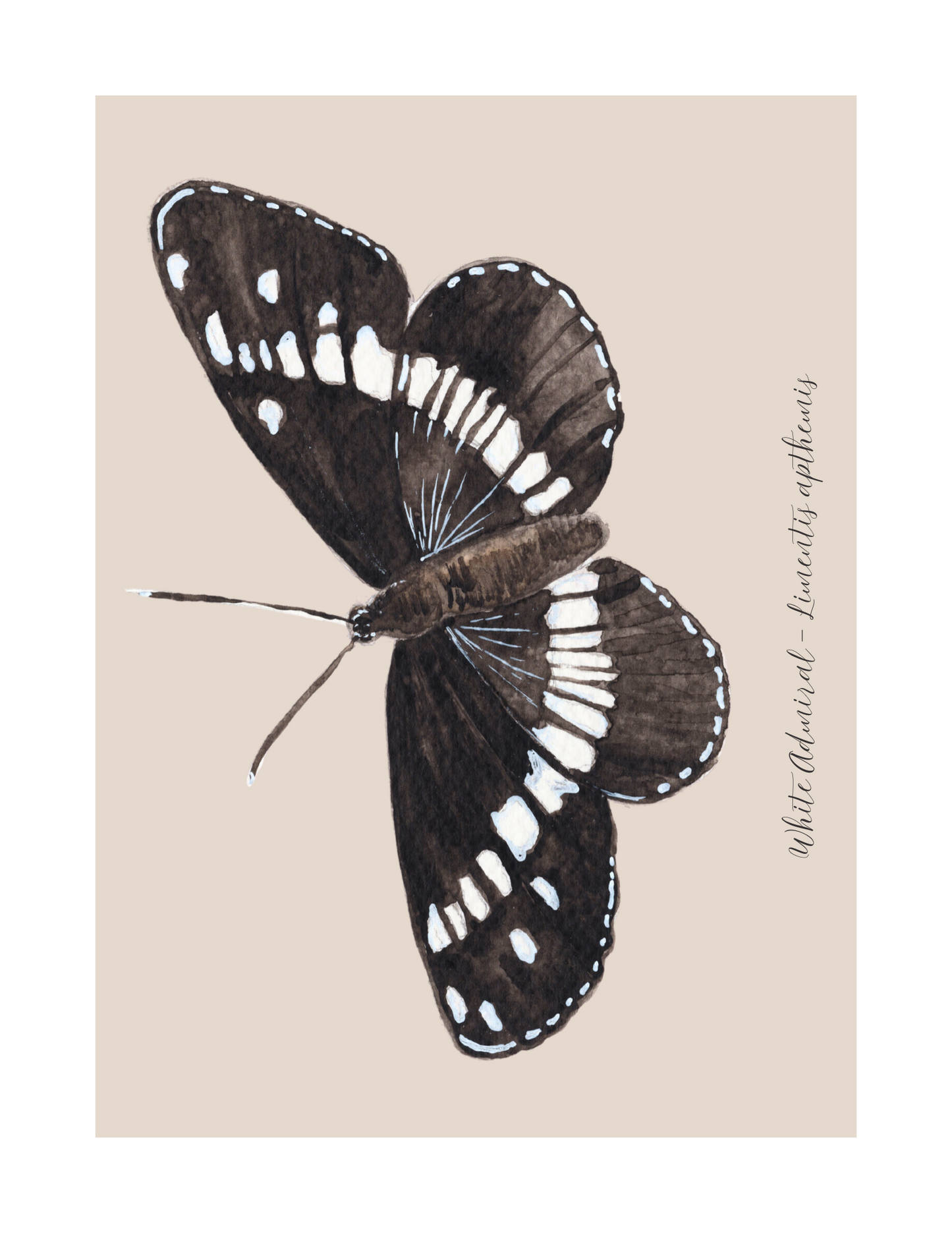 White Admiral butterfly print