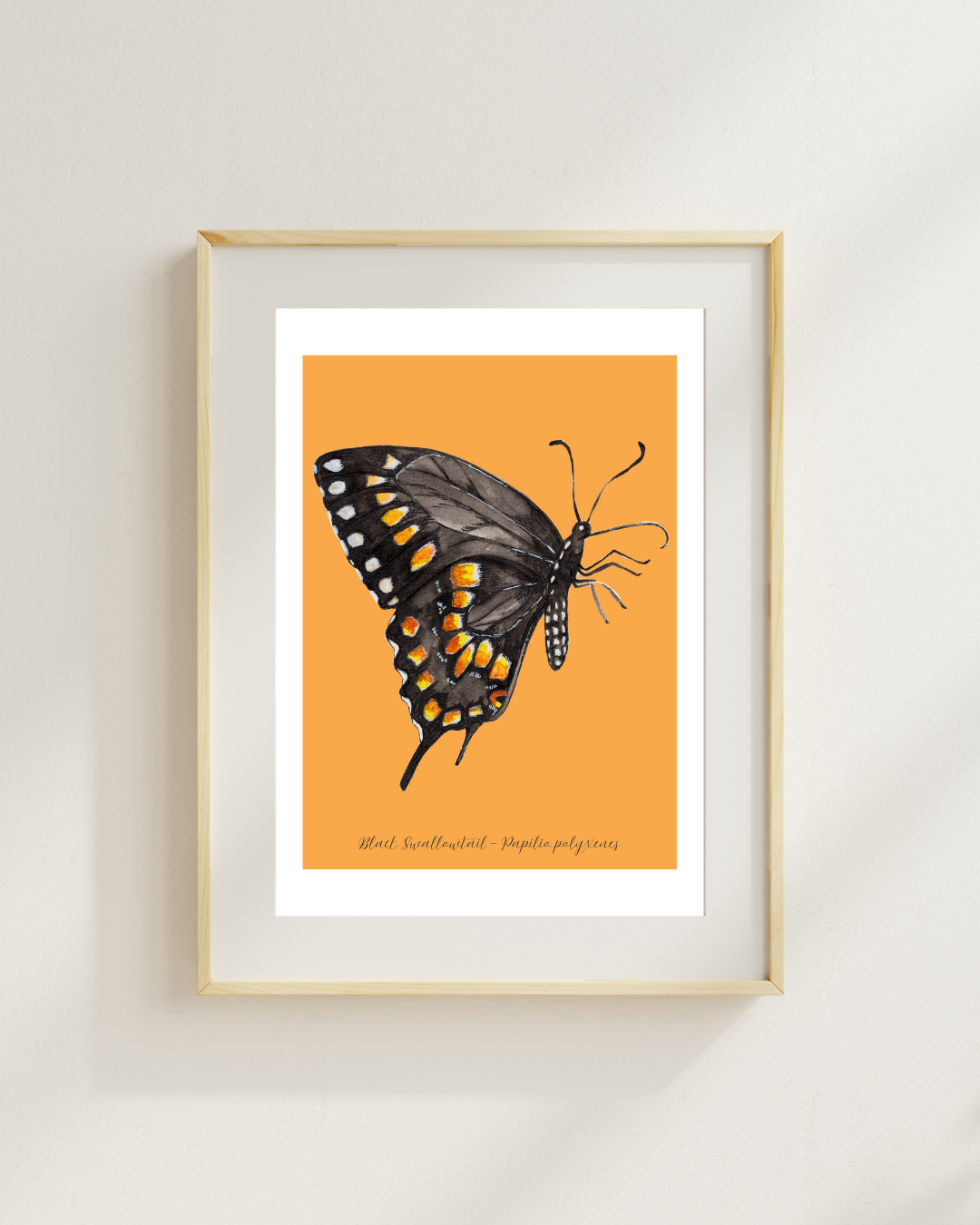 Black Swallowtail butterfly print
