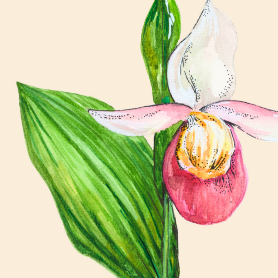 Botanical Lady Slipper Greeting Card