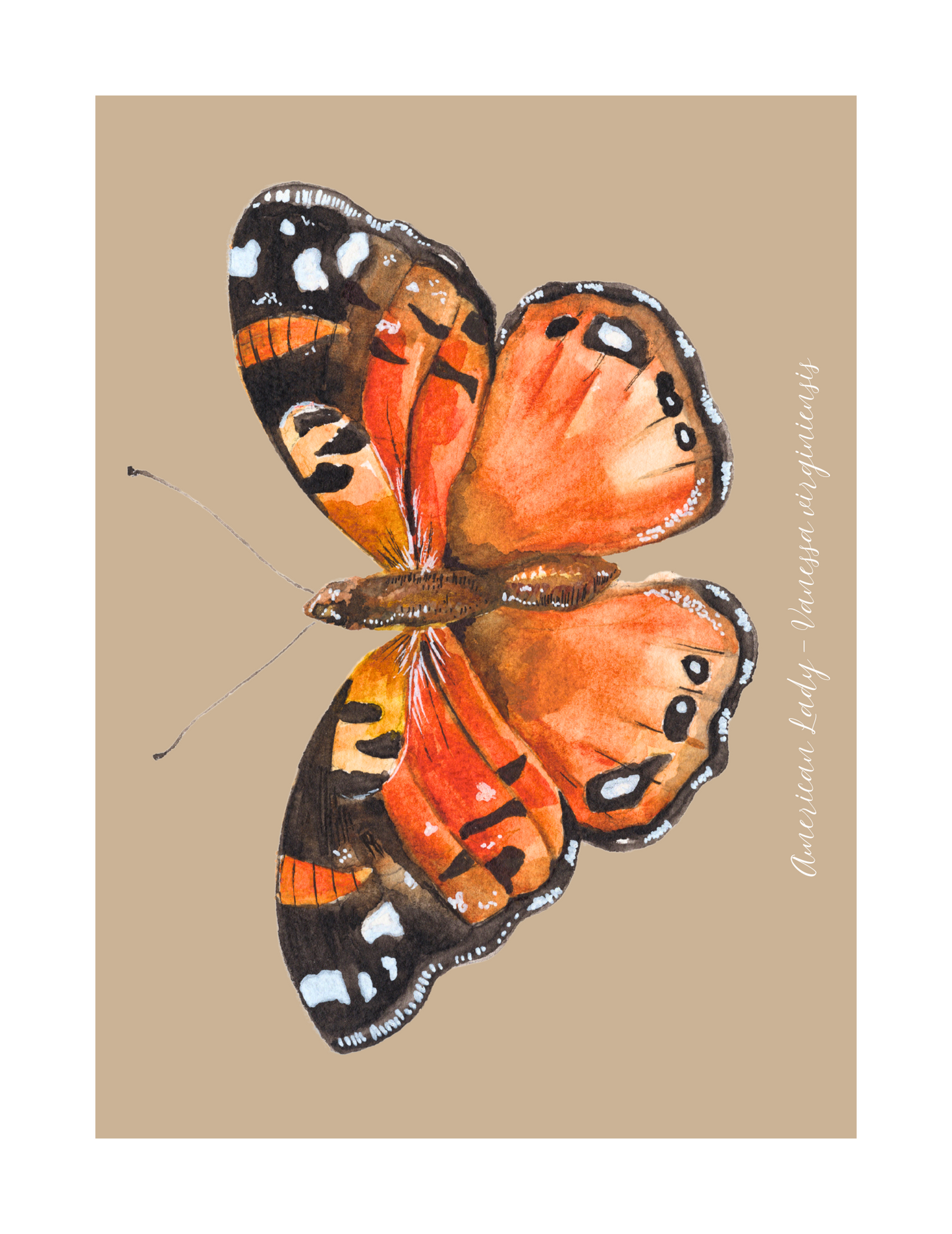 American Lady butterfly print
