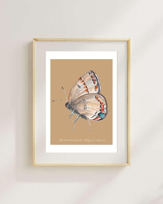 Banded Hairstreak butterfly print