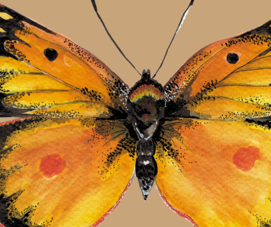 Orange Sulfur butterfly print