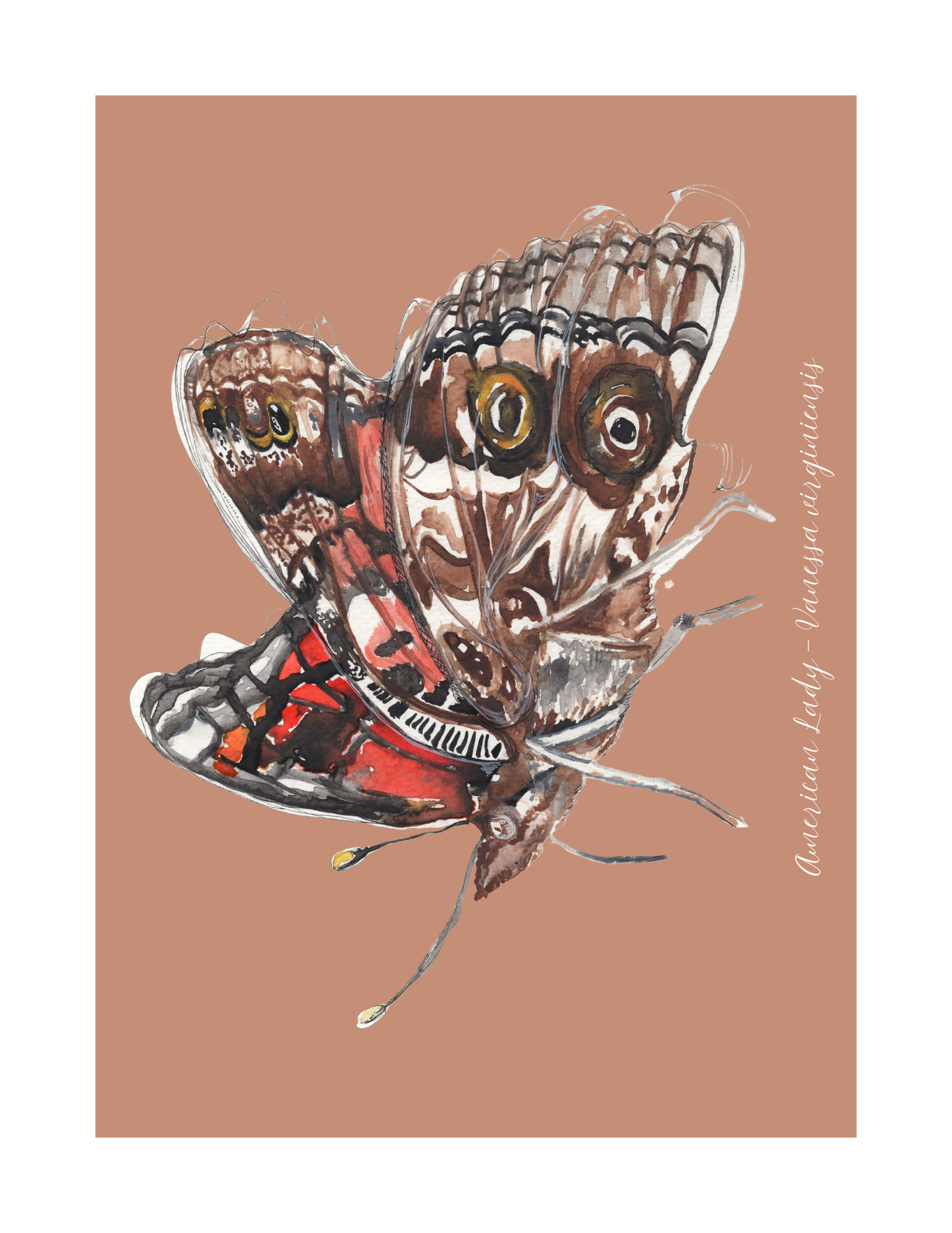 American Lady butterfly print