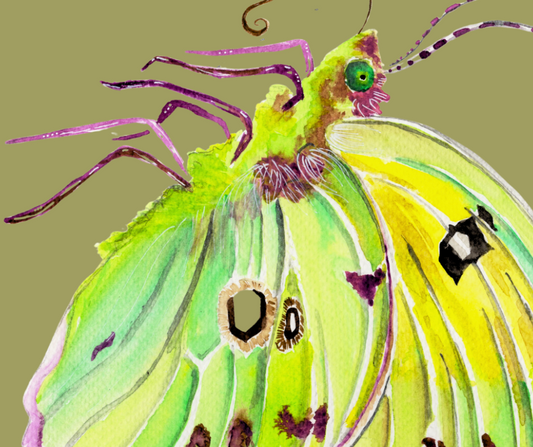 Orange Sulfur butterfly print