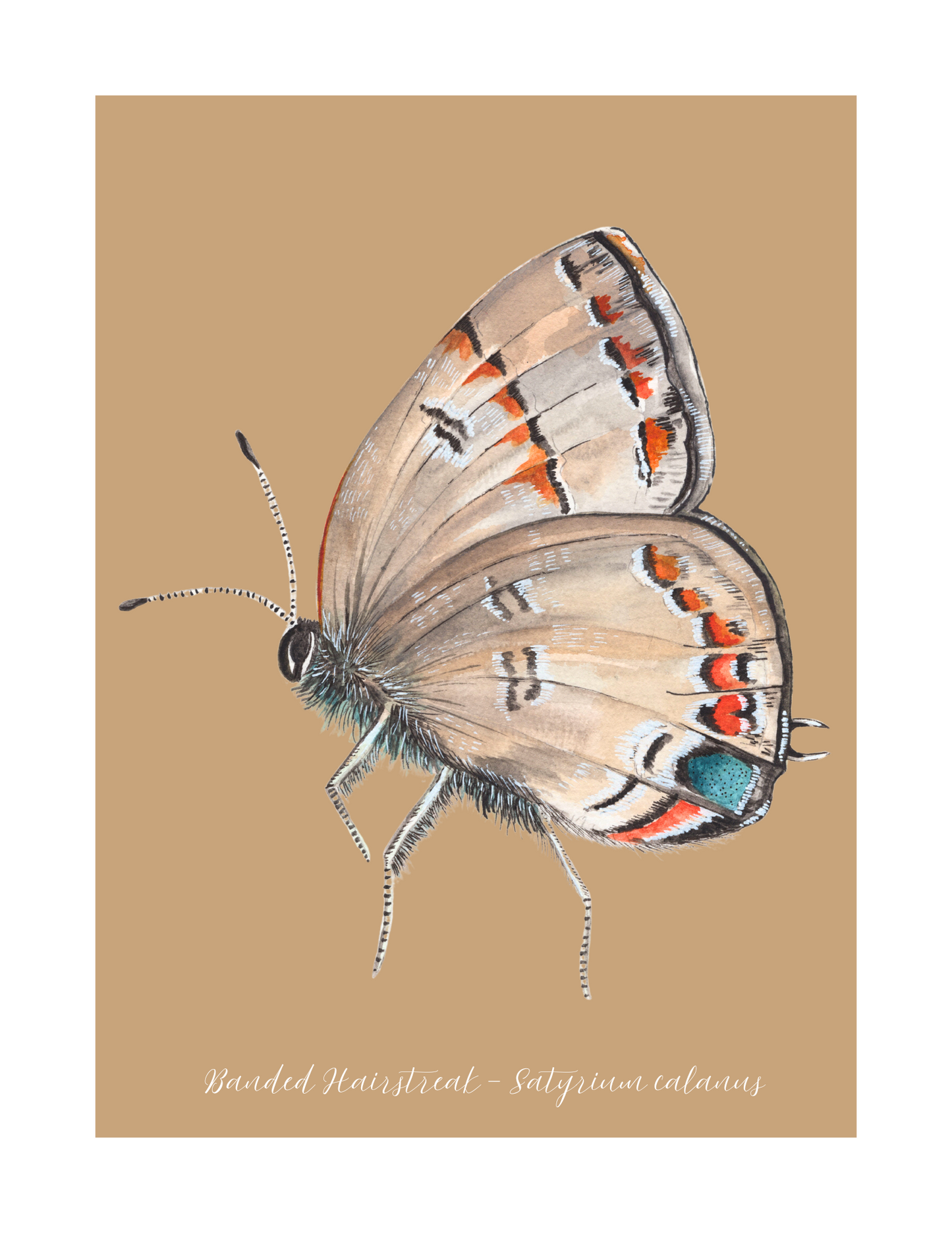Banded Hairstreak butterfly print