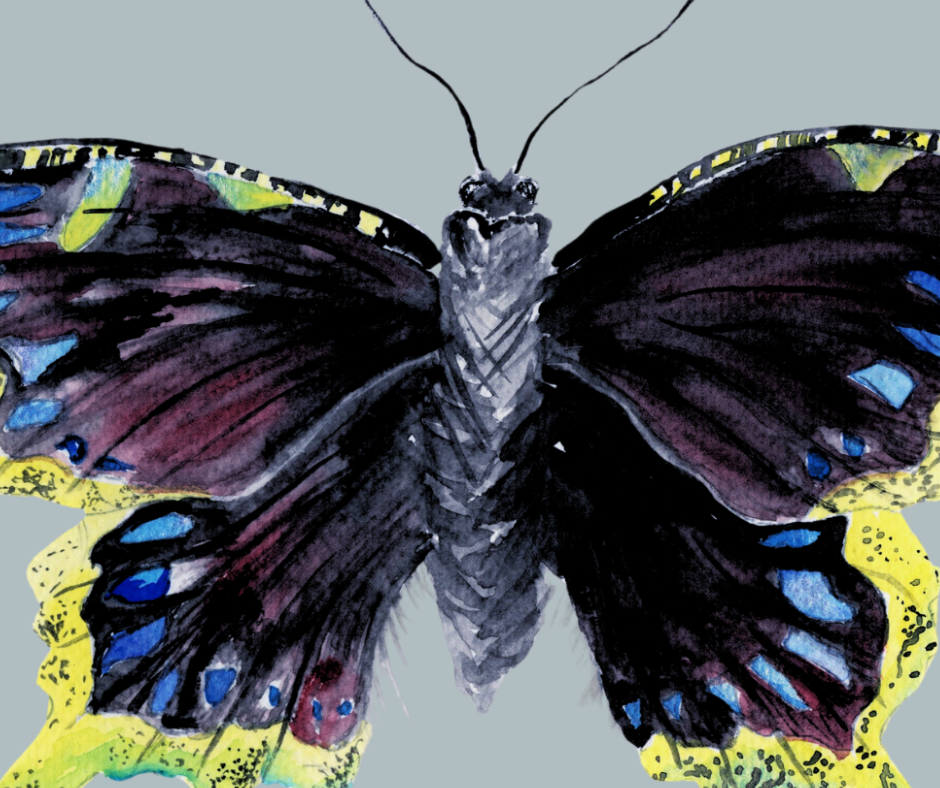 Mourning Cloak butterfly print