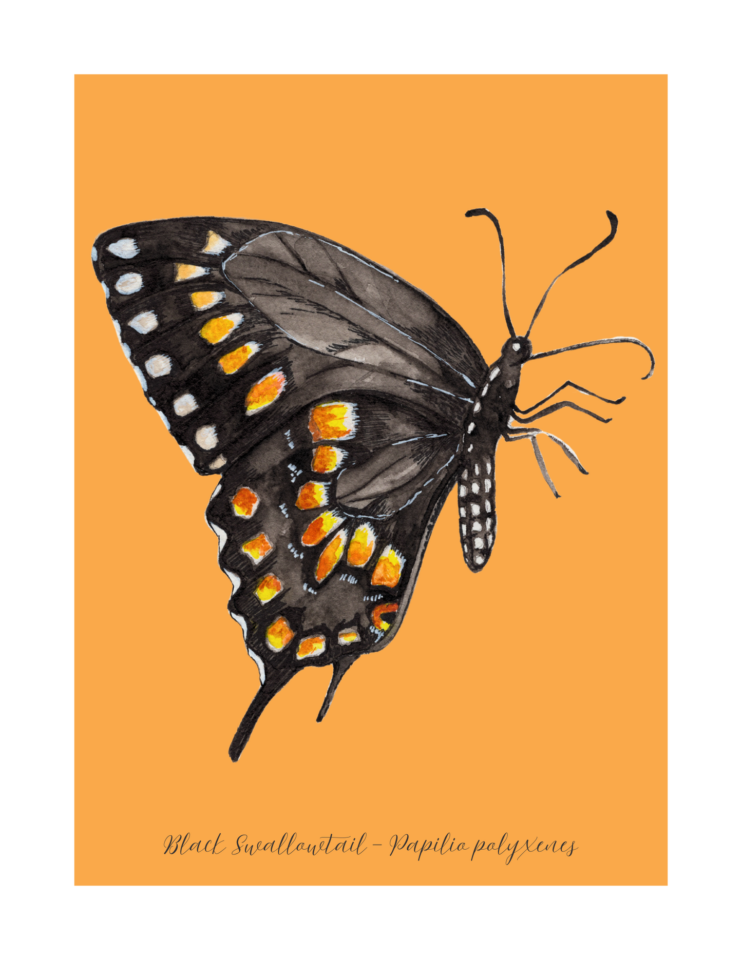 Black Swallowtail butterfly print