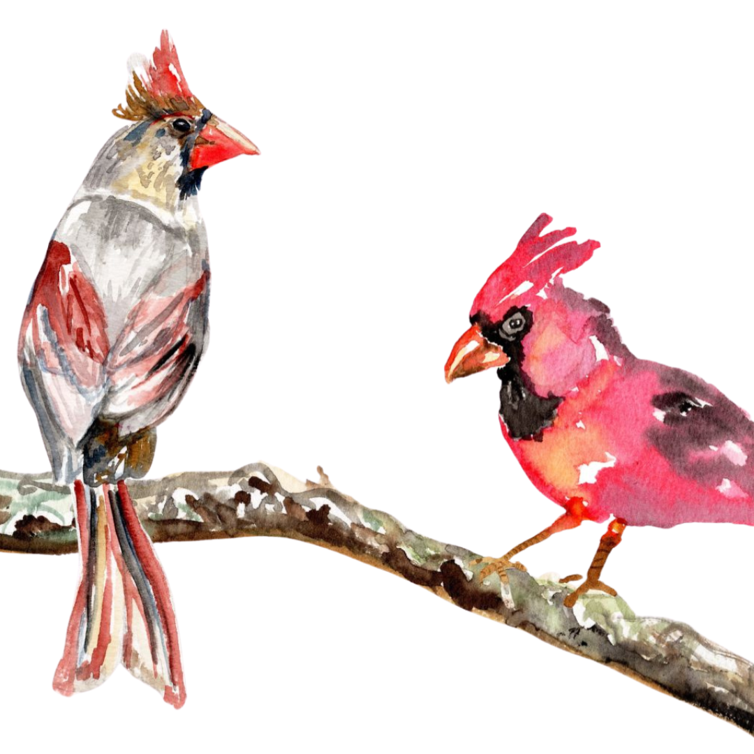 Cardinal Christmas Card