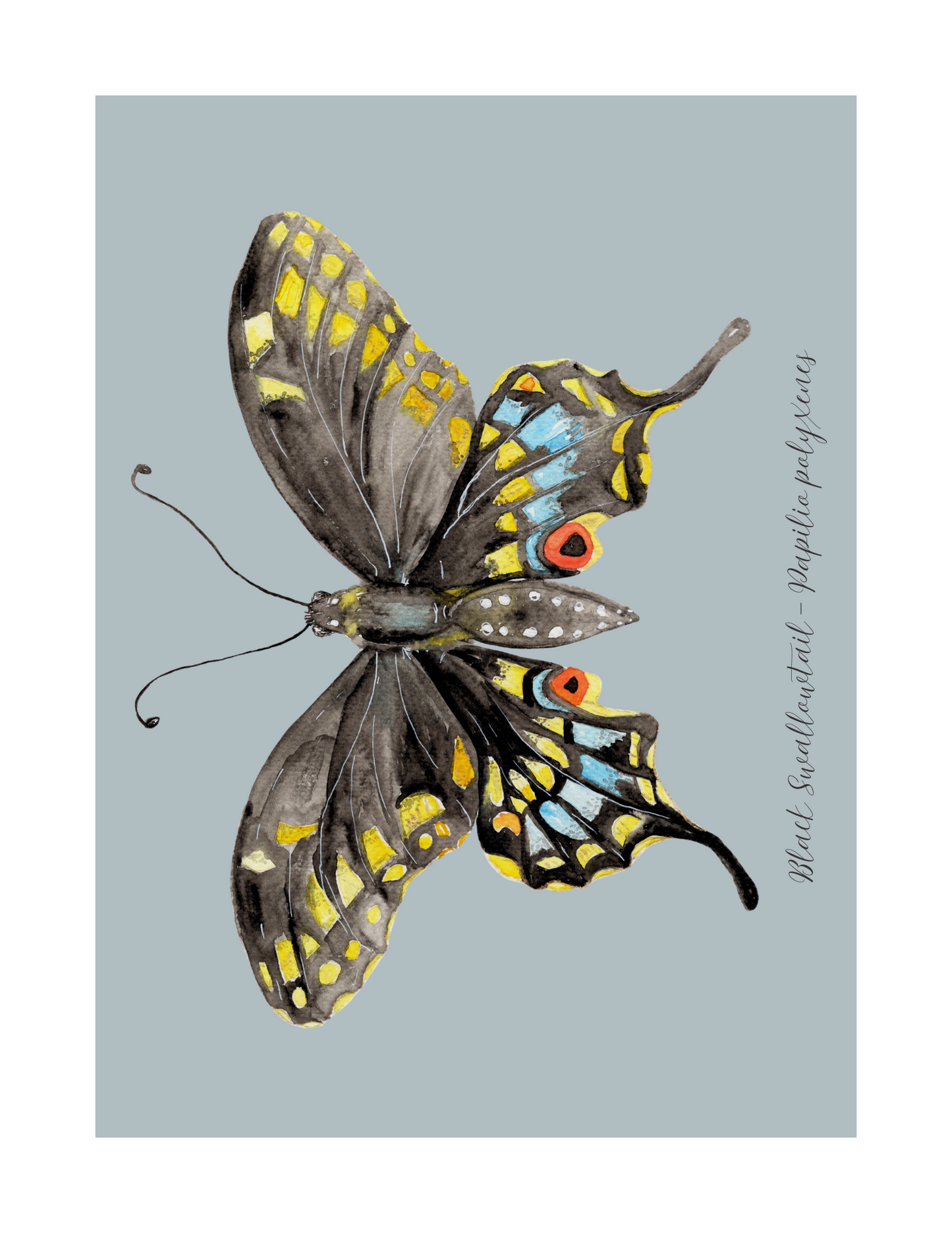 Black Swallowtail butterfly print