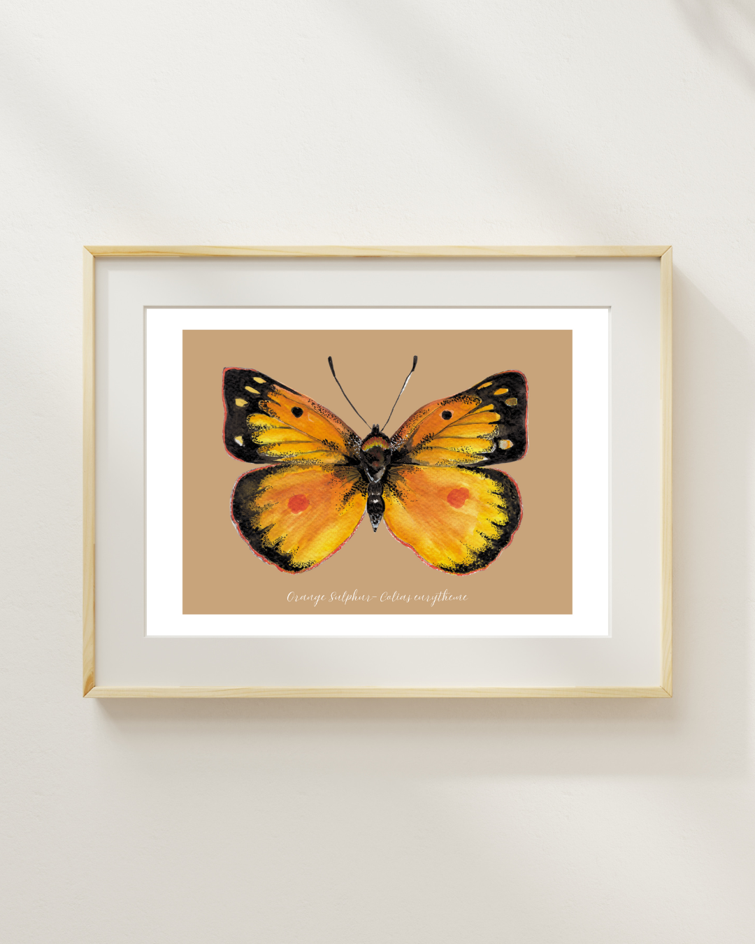 Orange Sulfur butterfly print