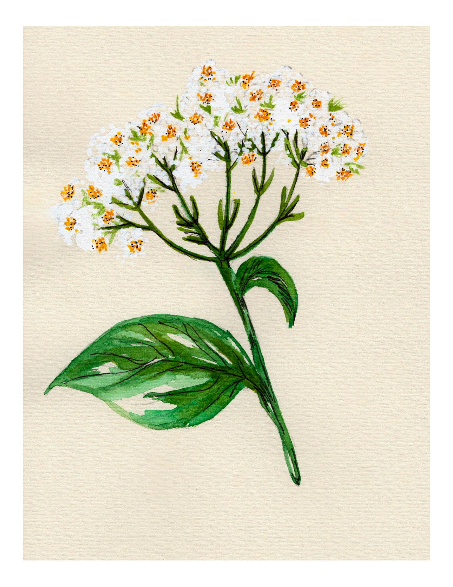 Watercolor Print Wildflower