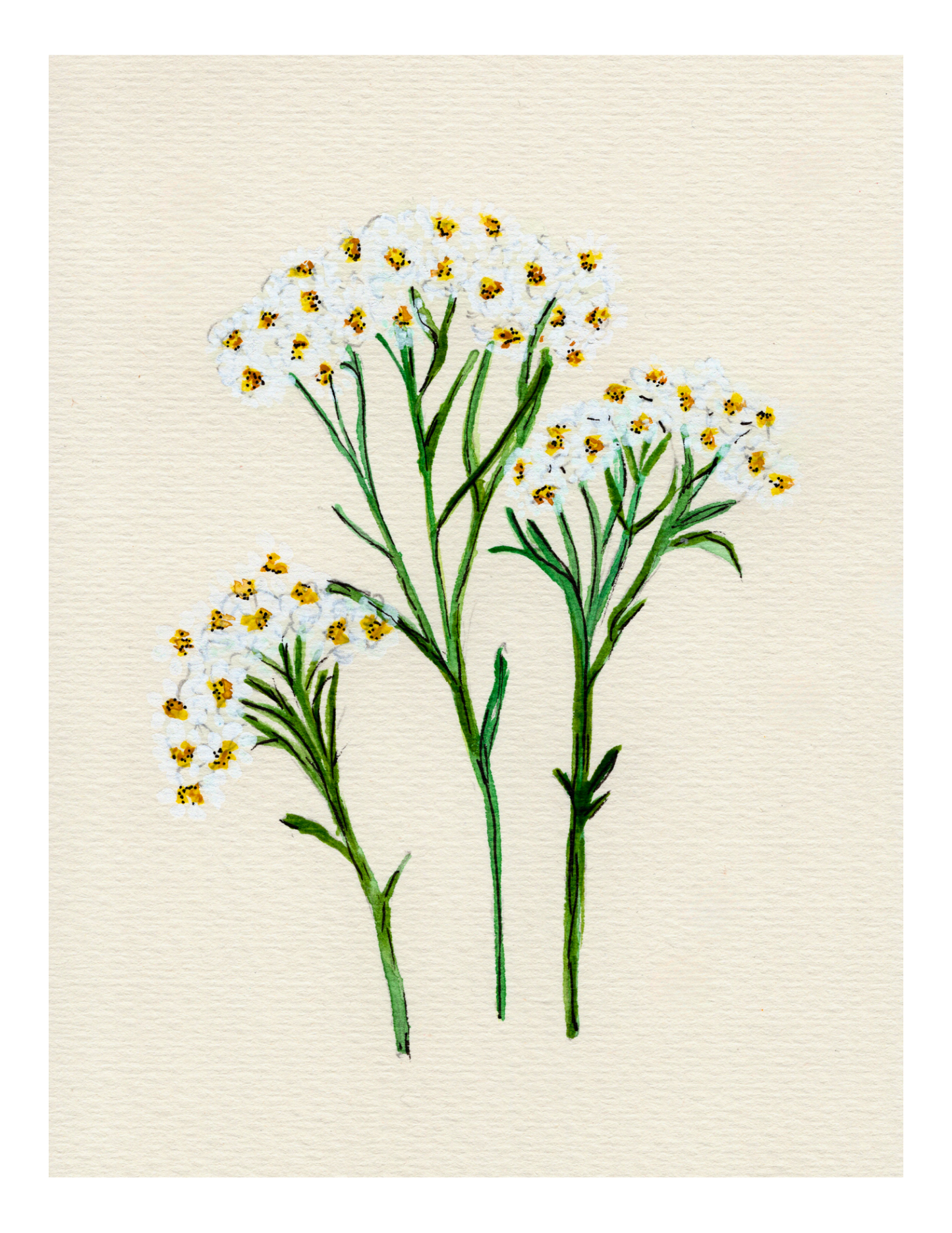 Watercolor Print Wildflower