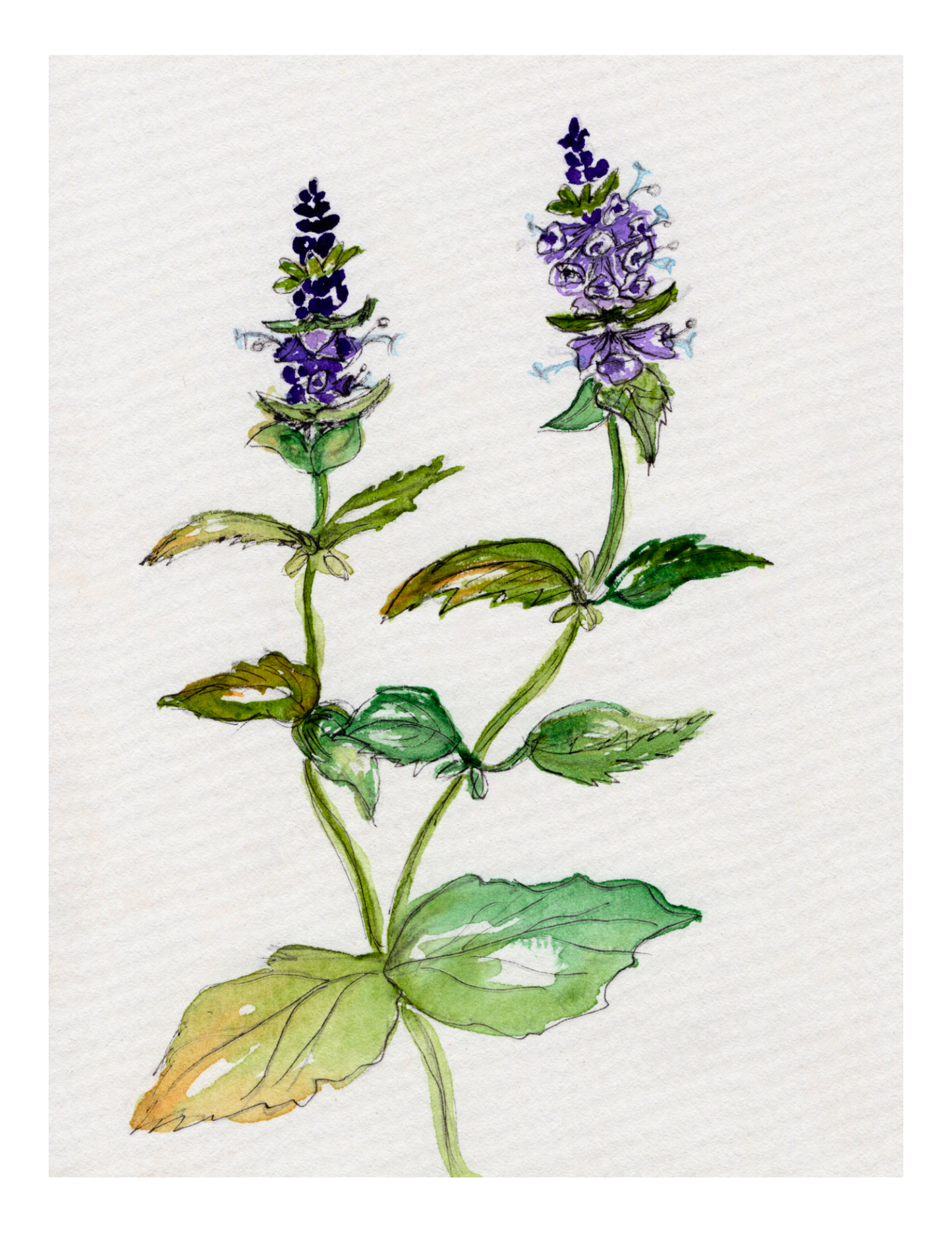 Watercolor Print Wildflower