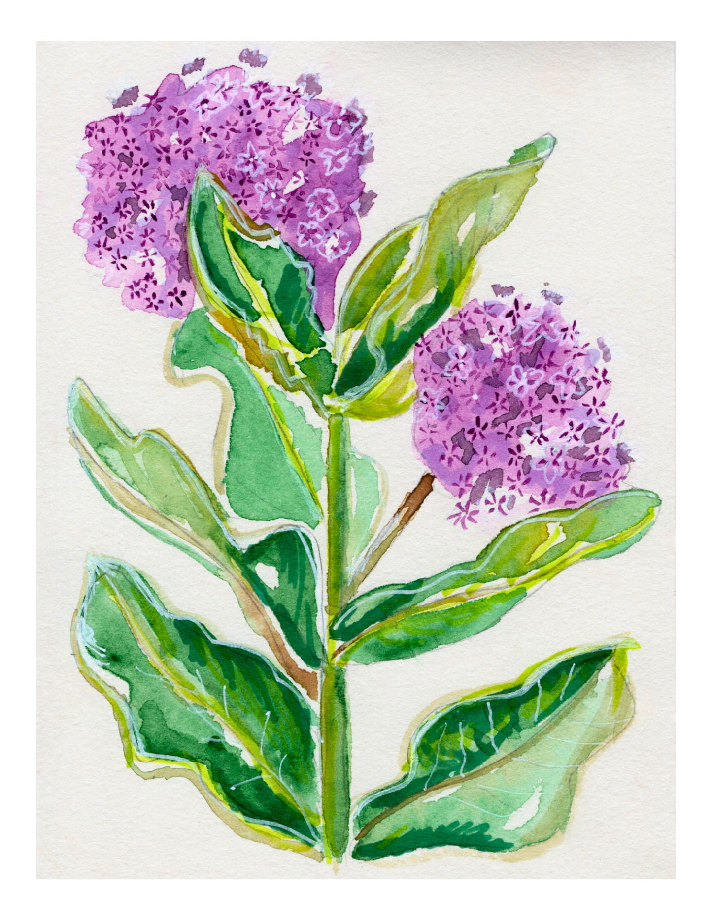 Watercolor Print Wildflower