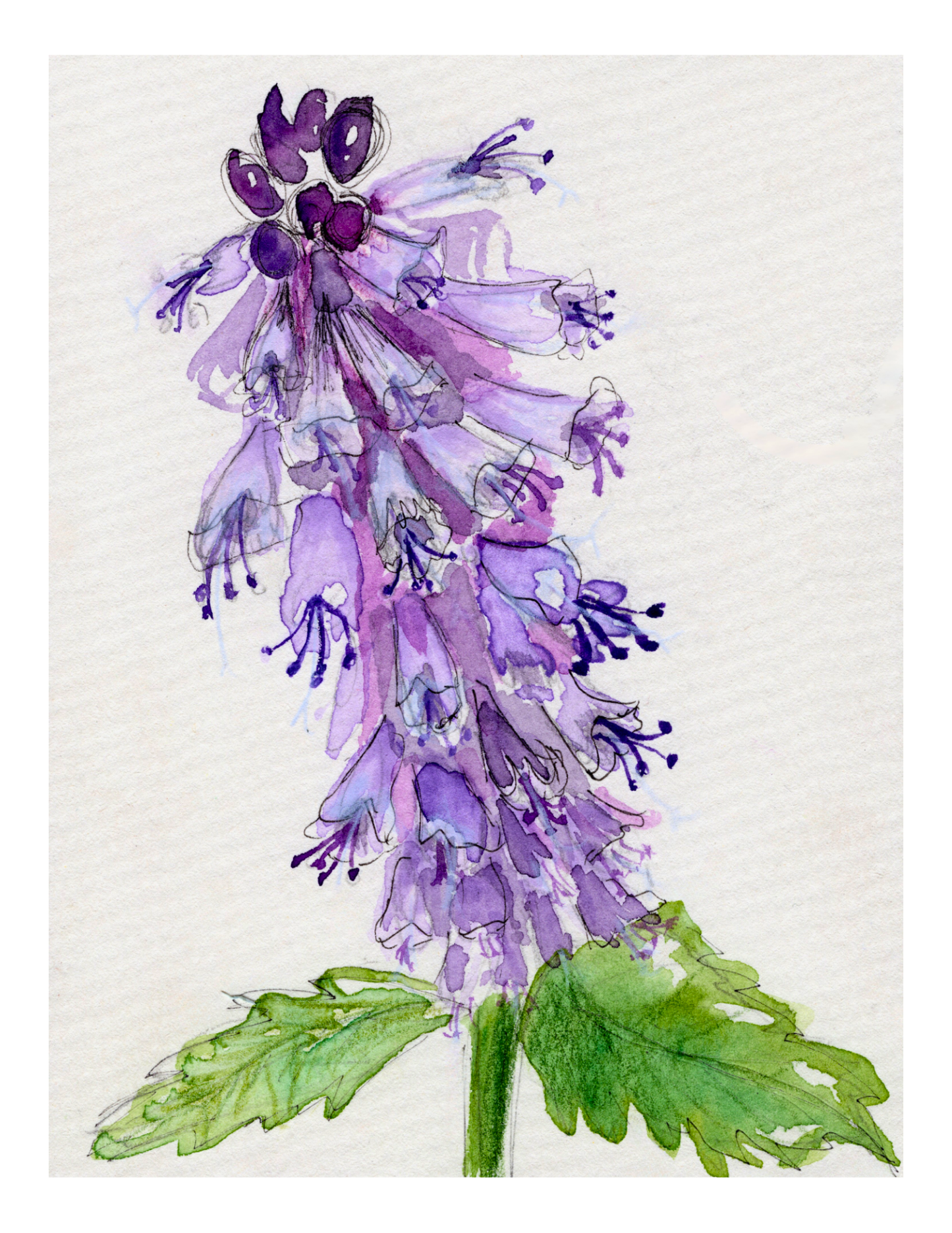 Watercolor Print Wildflower