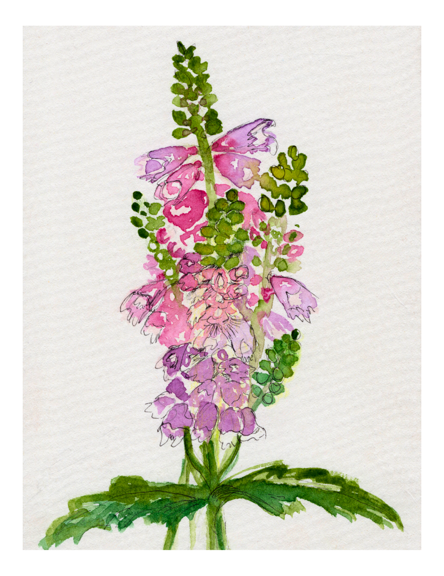 Watercolor Print Wildflower