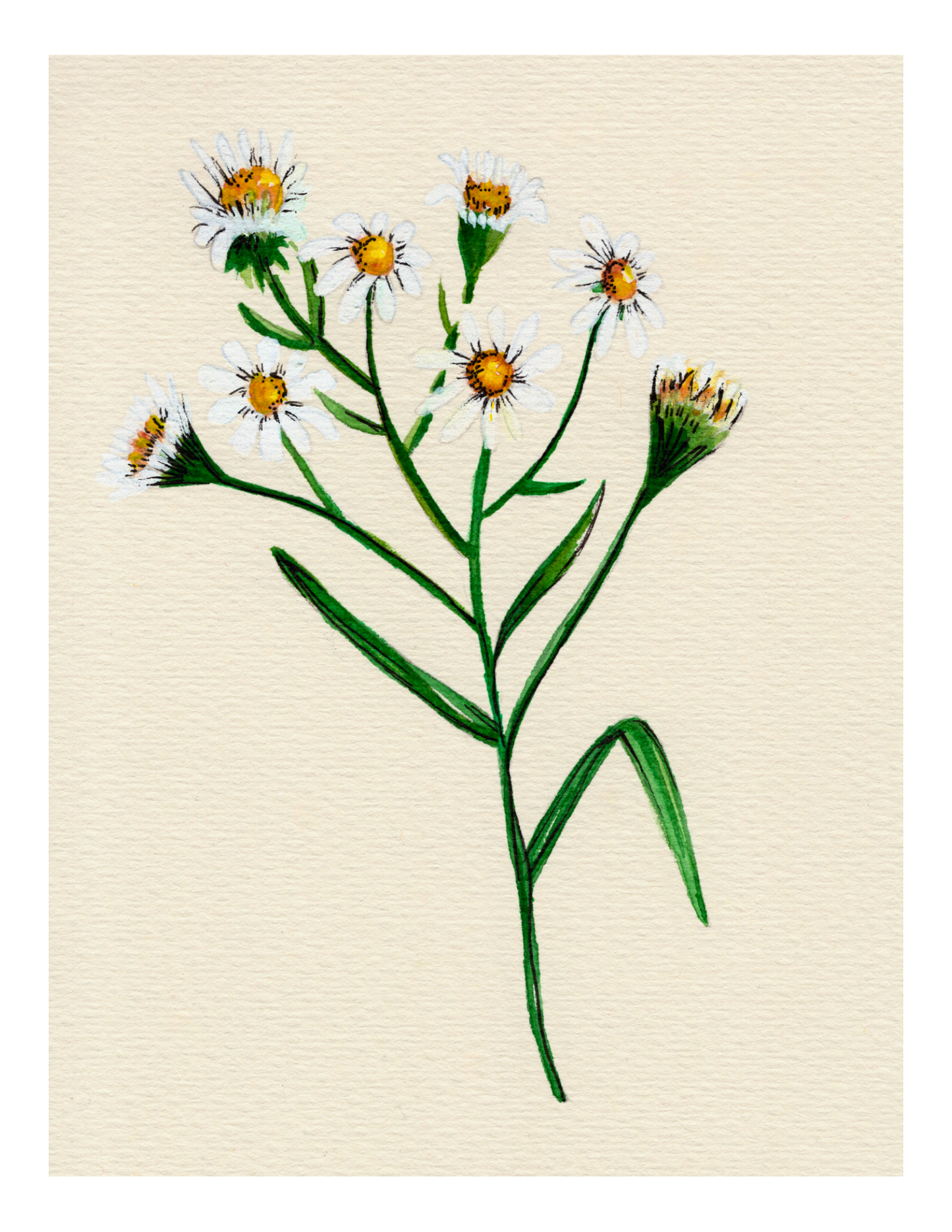 Watercolor Print Wildflower