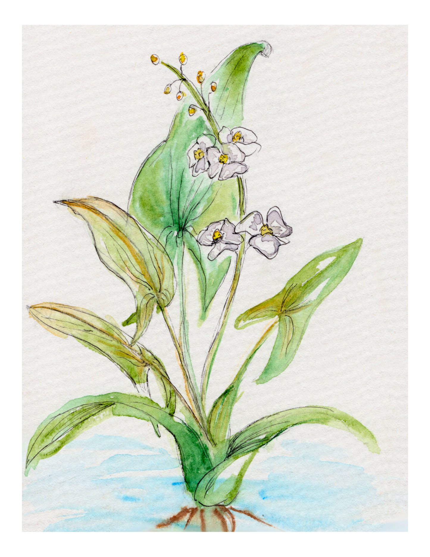 Watercolor Print Wildflower