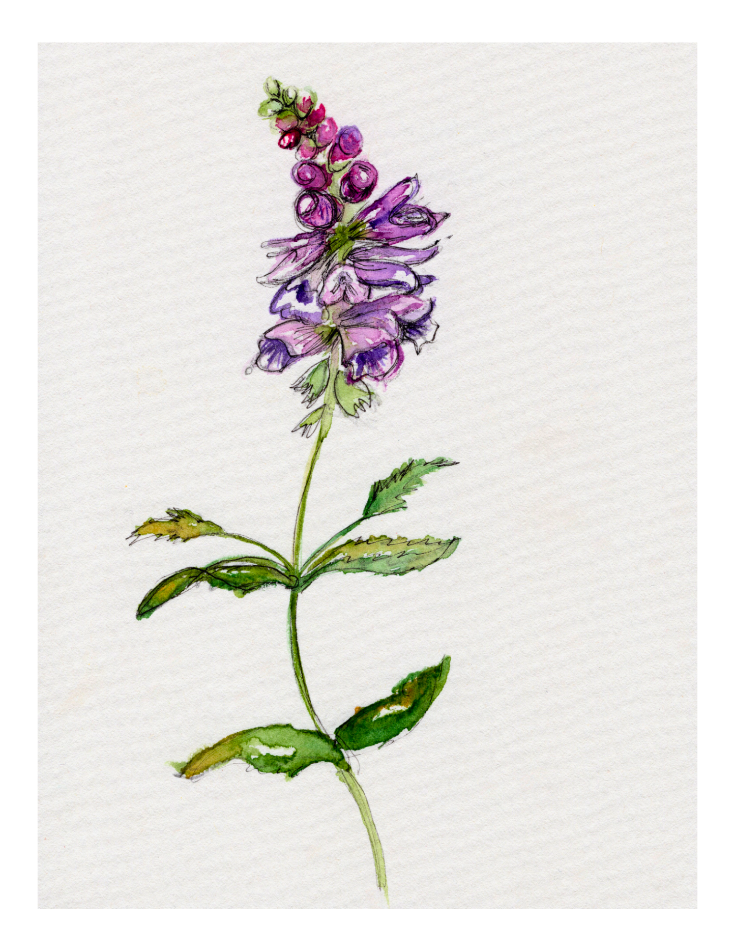 Watercolor Print Wildflower