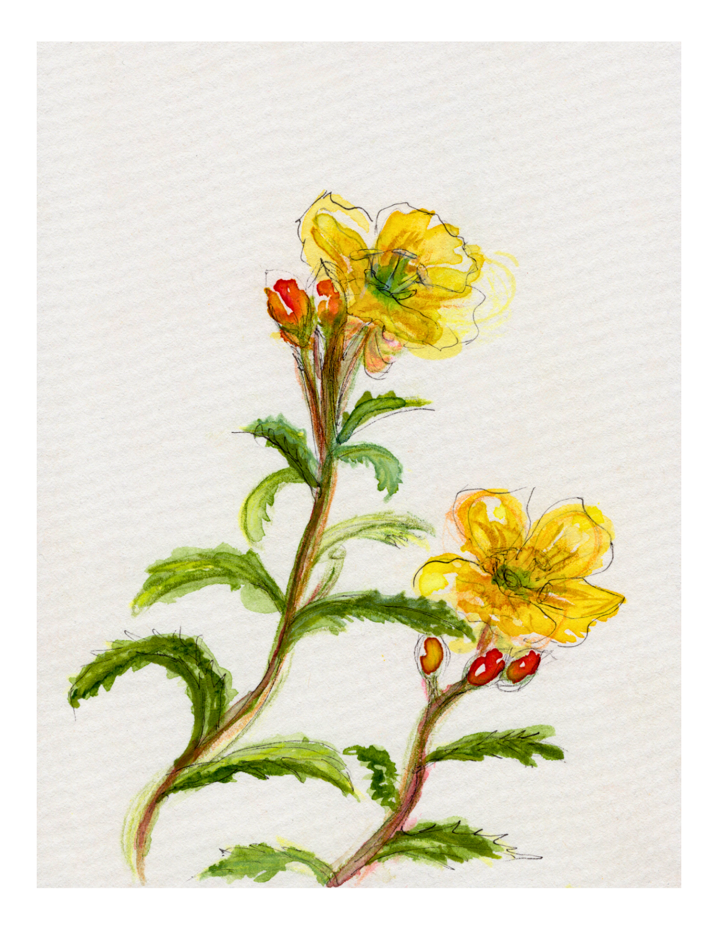 Watercolor Print Wildflower