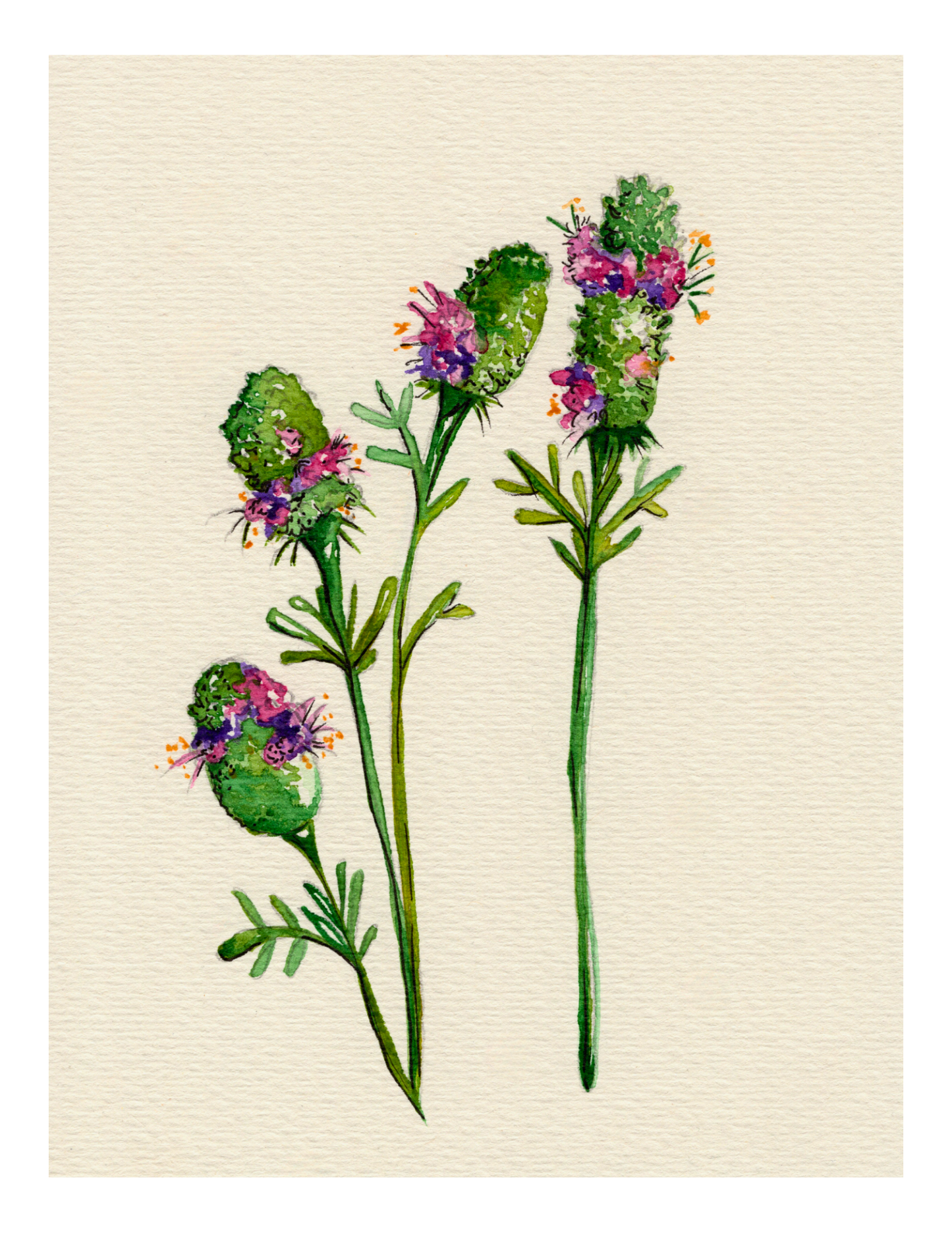 Watercolor Print Wildflower