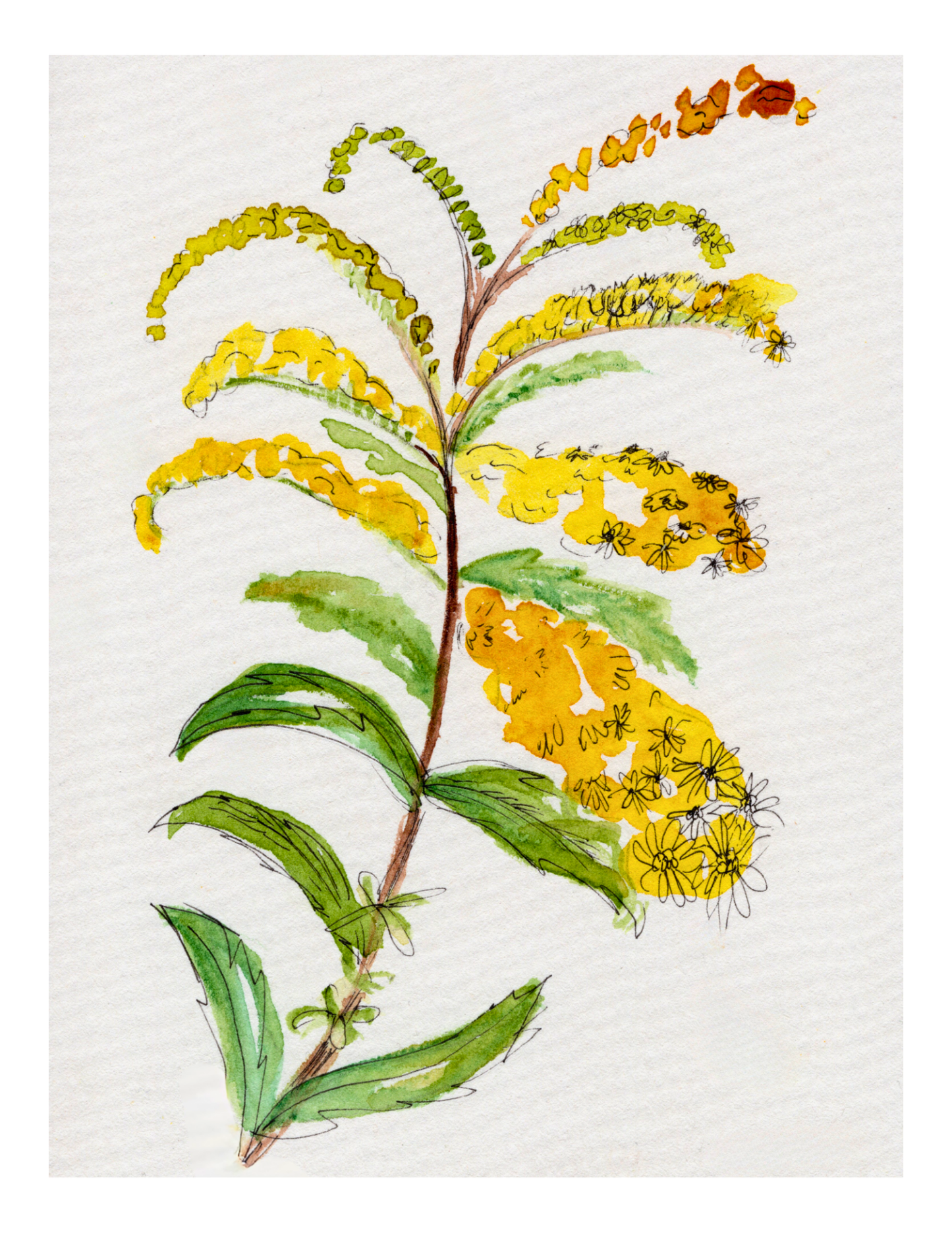Watercolor Print Wildflower