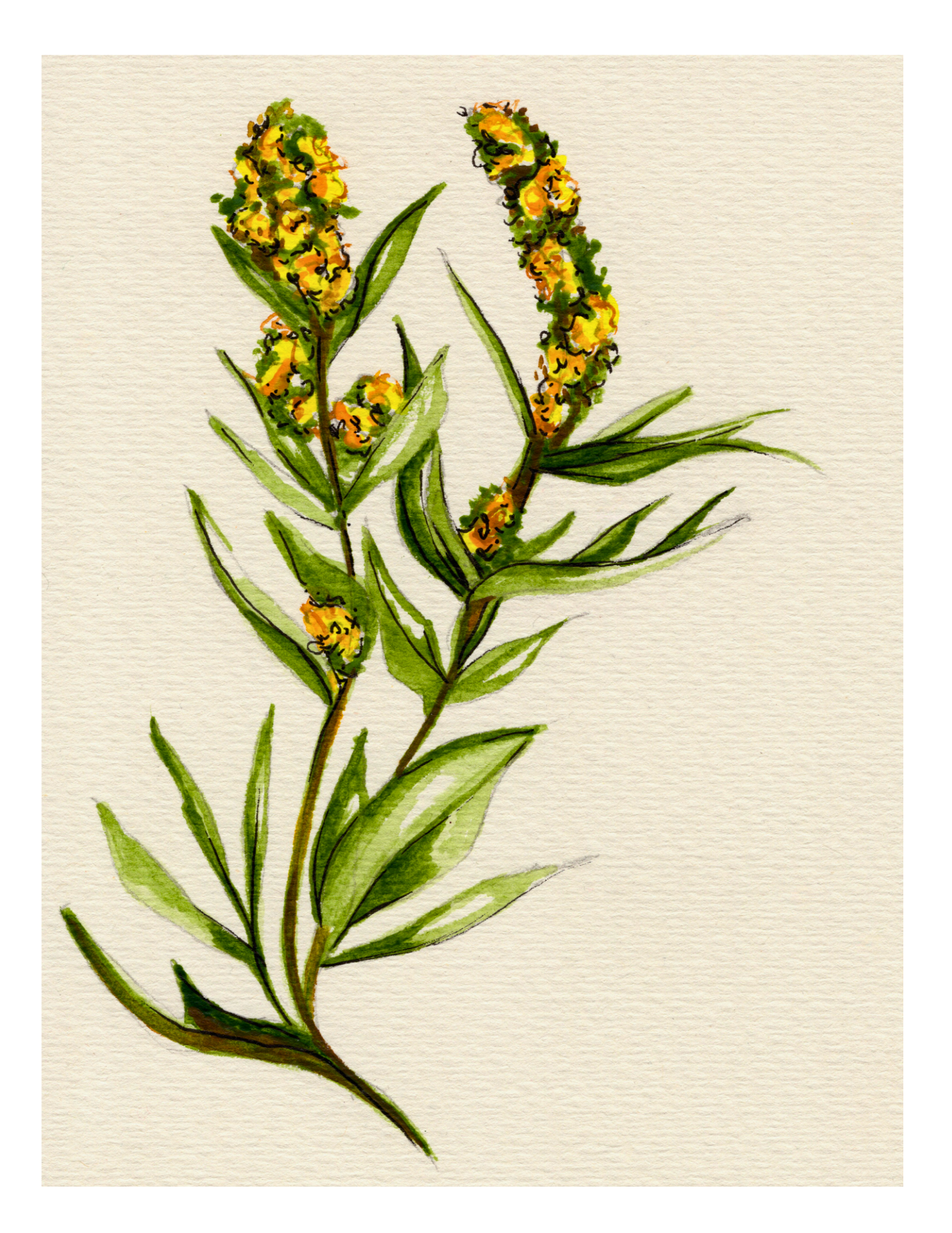 Watercolor Print Wildflower