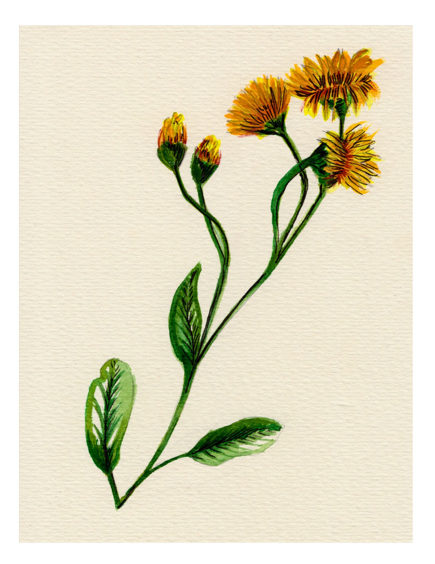 Watercolor Print Wildflower