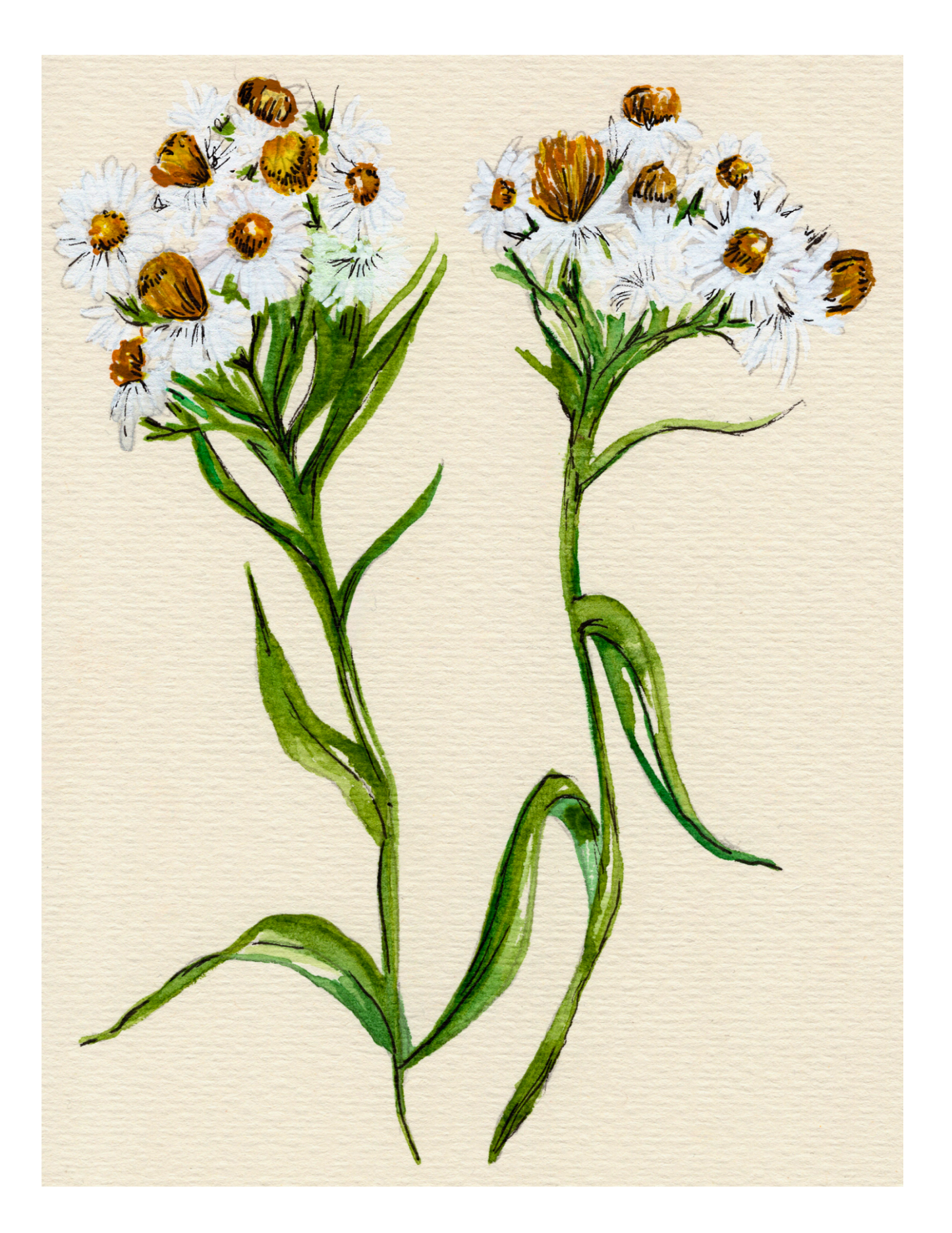 Watercolor Print Wildflower