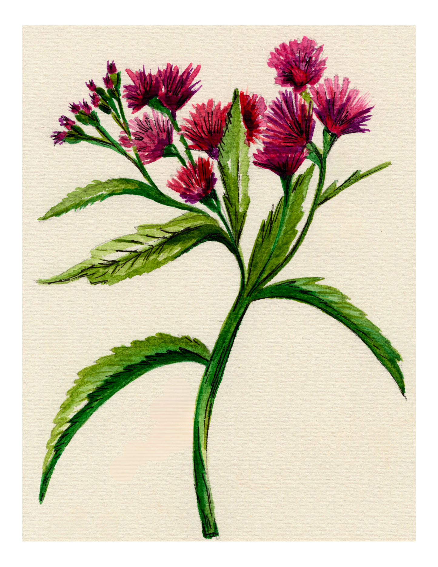 Watercolor Print Wildflower