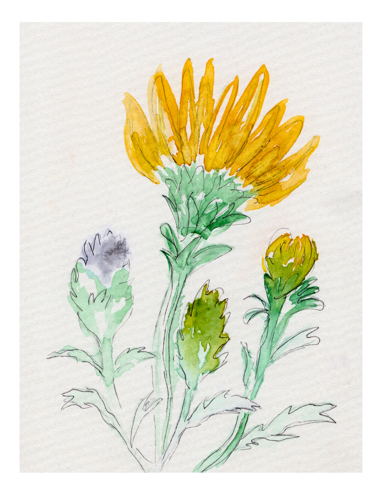 Watercolor Print Wildflower