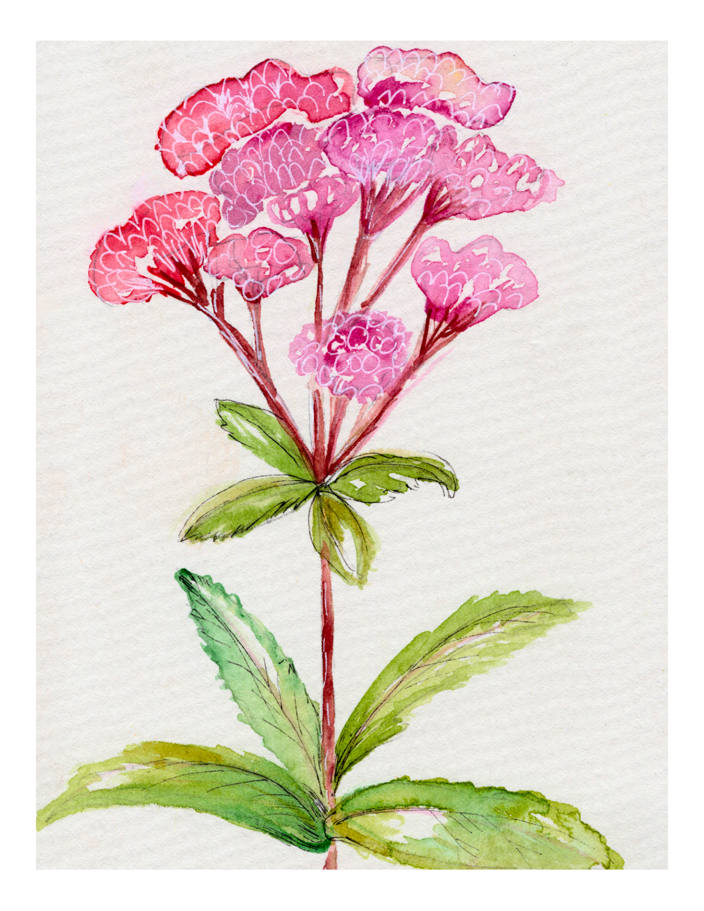 Watercolor Print Wildflower