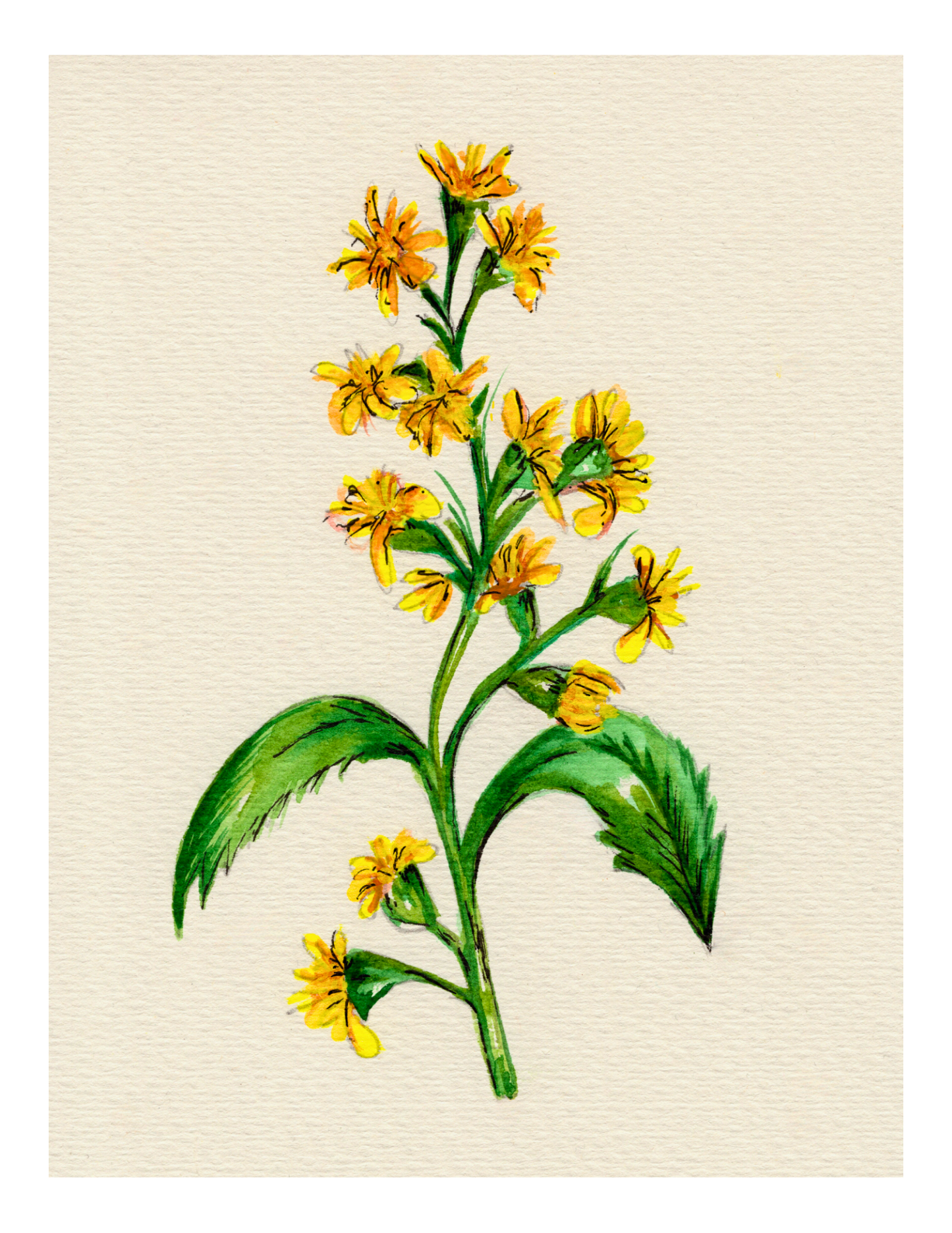 Watercolor Print Wildflower