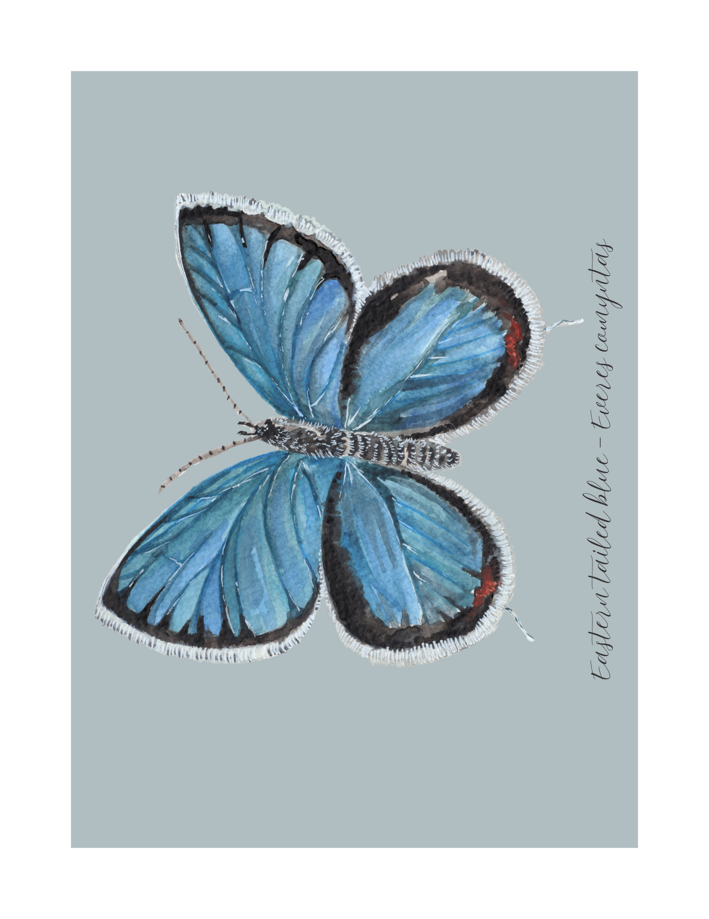 Eastern Tailed blue butterfly print