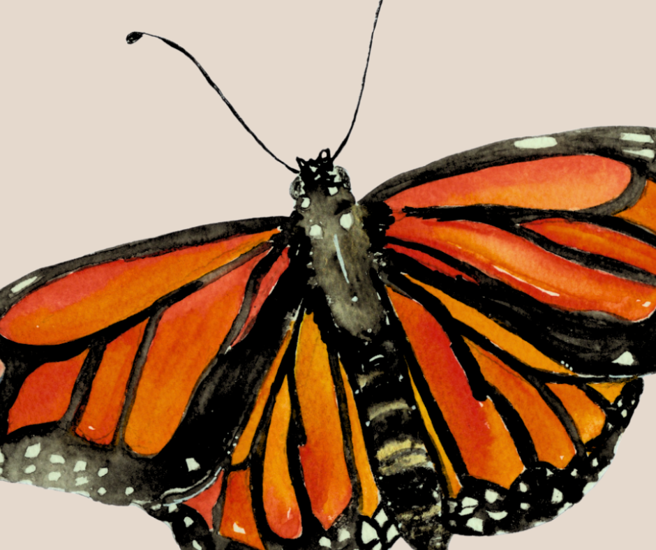 Monarch butterfly print
