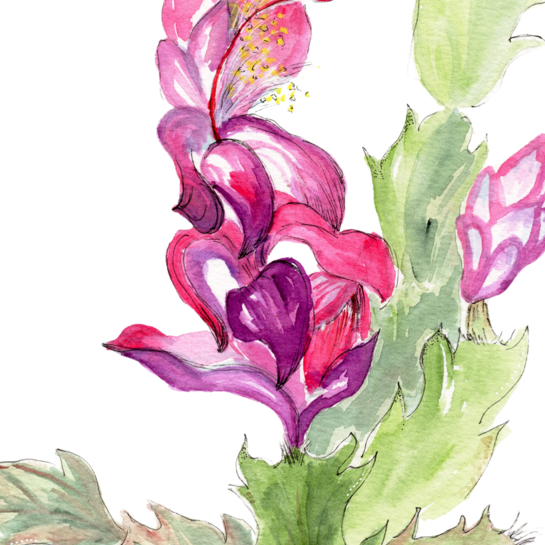 Christmas Cactus Print