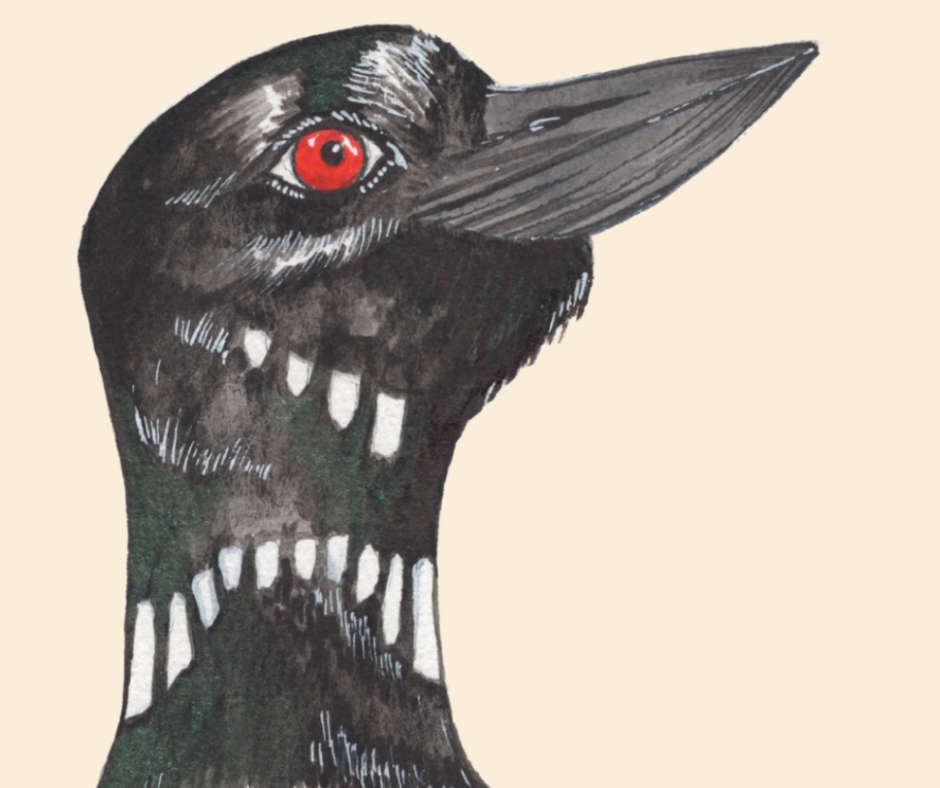 Common Loon Watercolor print